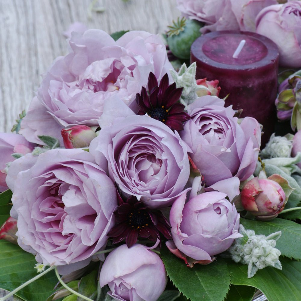 Trandafir Tufa lila-albastru Novalis, inflorire repetata