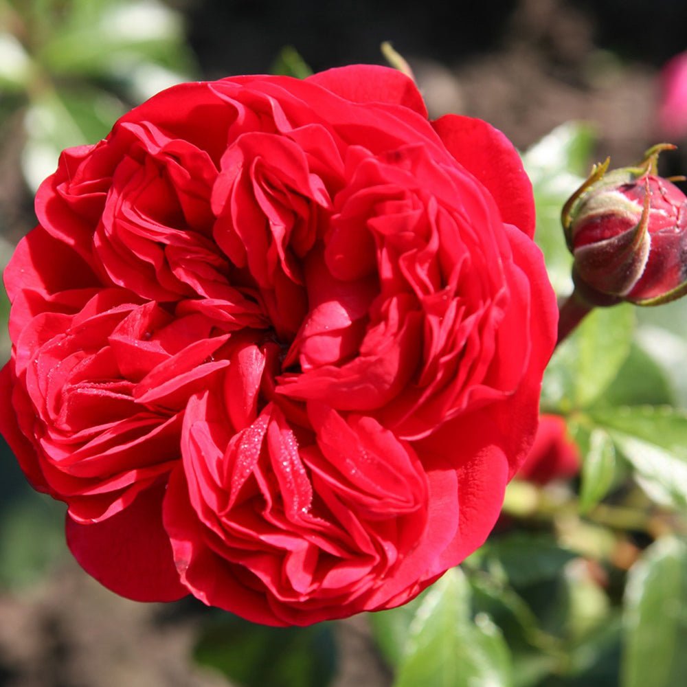Trandafir Tufa Out Of Rosenheim - VERDENA-livrat in ghiveci plant-o-fix de 2L
