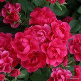 Trandafir Tufa Pink Forest Rose - VERDENA-livrat in ghiveci plant-o-fix de 2 L