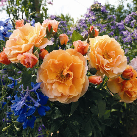Trandafir Tufa portocaliu- inchis Arabia, parfum intens - VERDENA-livrat in ghiveci plant-o-fix de 2 l