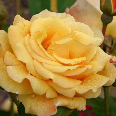 Trandafir Tufa Postillion - VERDENA-livrat in ghiveci plant-o-fix de 2L
