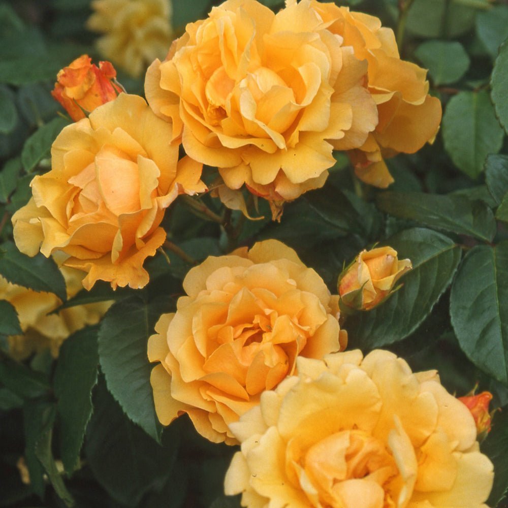 Trandafir Tufa galben-cupru Postillion, parfum intens