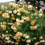 Trandafir Tufa Postillion - VERDENA-livrat in ghiveci plant-o-fix de 2L