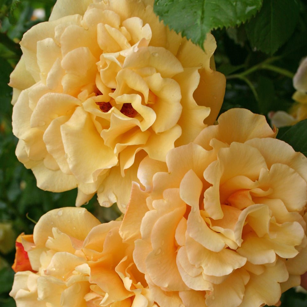 Trandafir Tufa galben-cupru Postillion, parfum intens