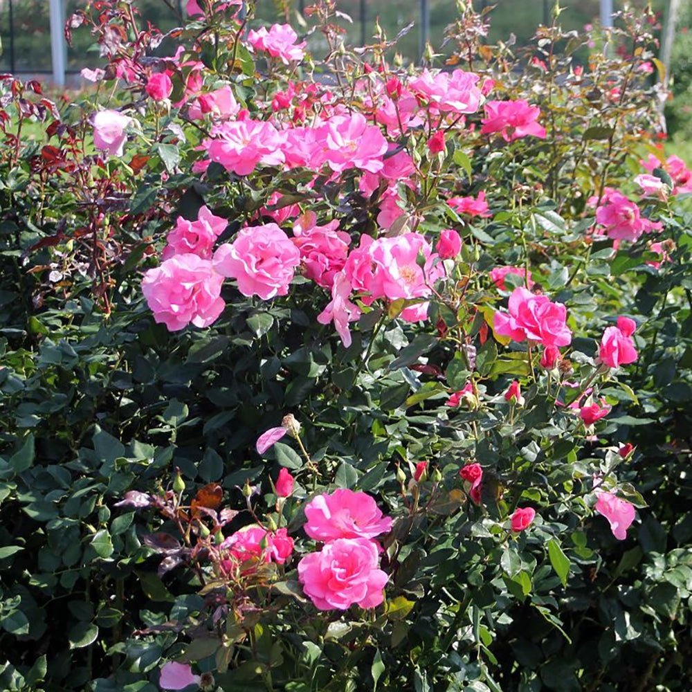 Trandafir Tufa roz Romanze, parfum intens