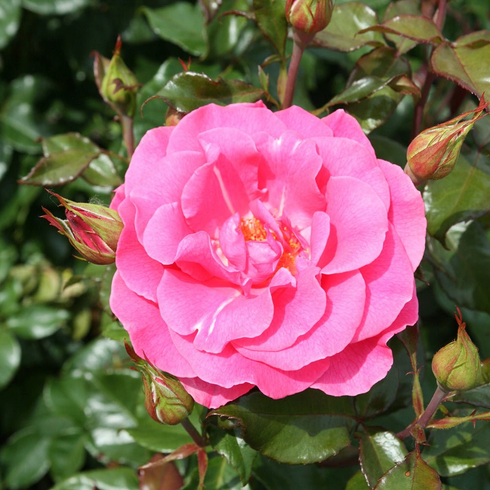 Trandafir Tufa roz Romanze, parfum intens