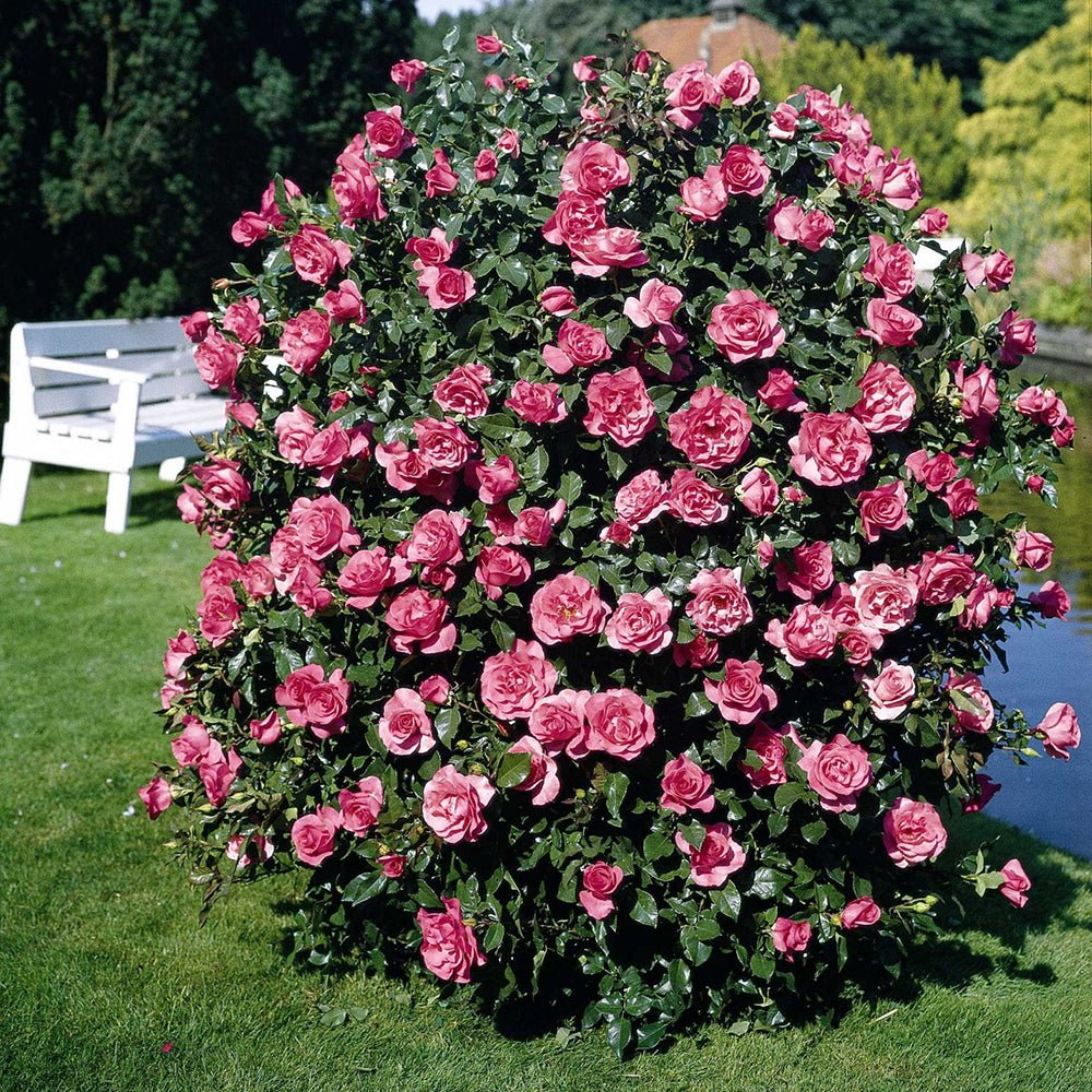 Trandafir Tufa roz Romanze, parfum intens