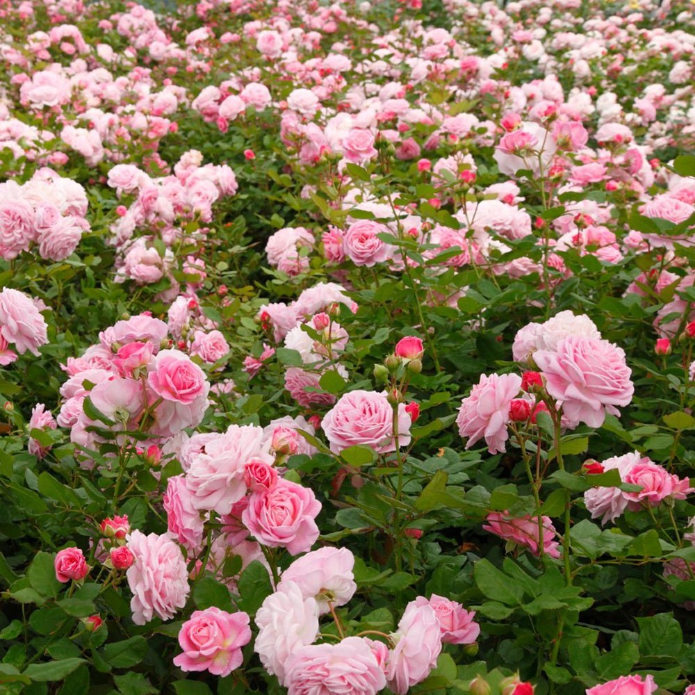 Trandafir Tufa roz-aprins Rosengraefin Marie Henriette, parfum intens