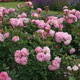 Trandafir Tufa Rosengrafin Marie Henriette - VERDENA-livrat in ghiveci plant-o-fix de 2L