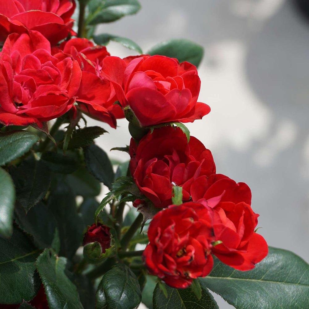 Trandafir Tufa rosu aprins Zepeti, inflorire repetata