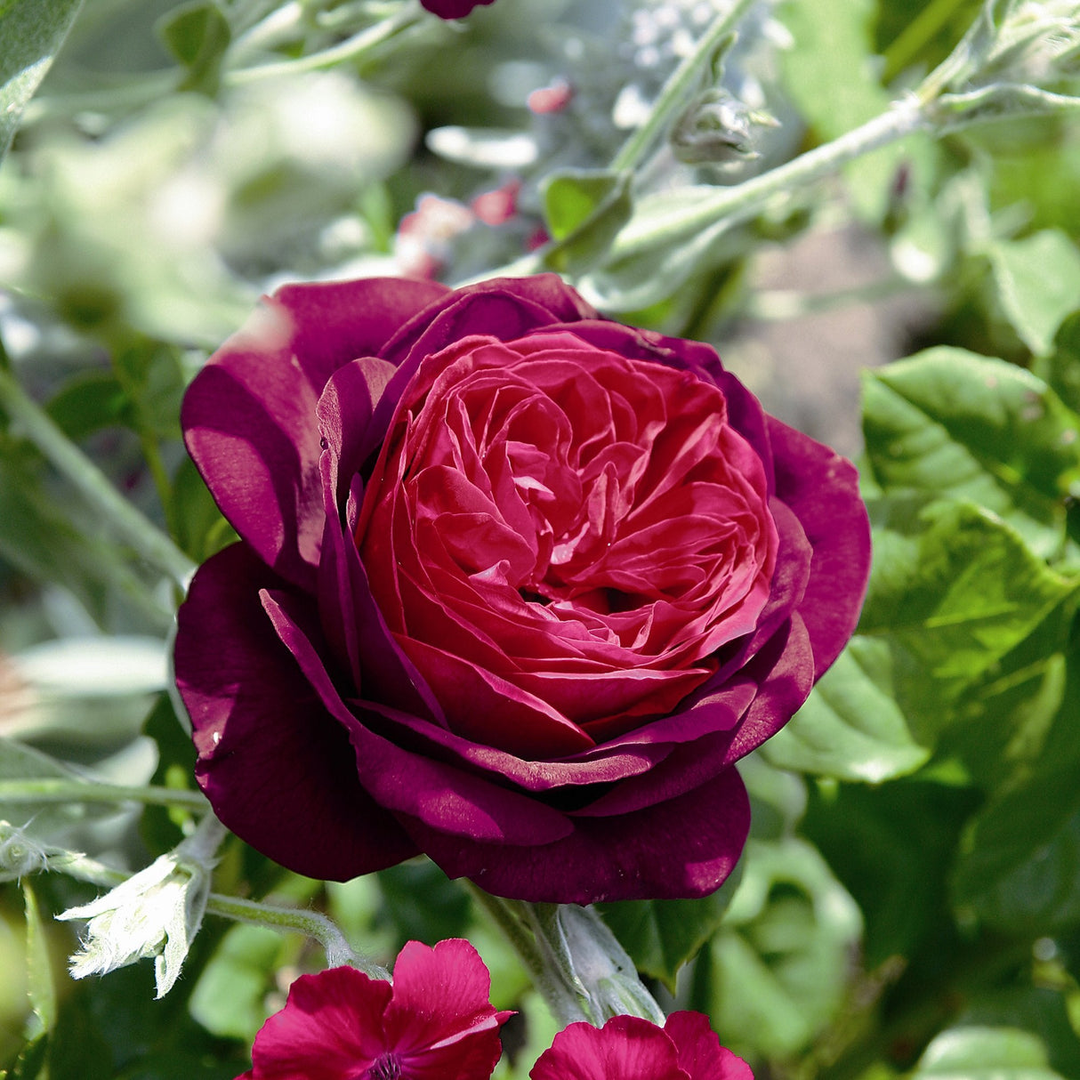 Trandafir Tufa rosu-bordeaux Astrid Von Hardenberg, inflorire repetata - VERDENA-livrat in ghiveci de 2 l