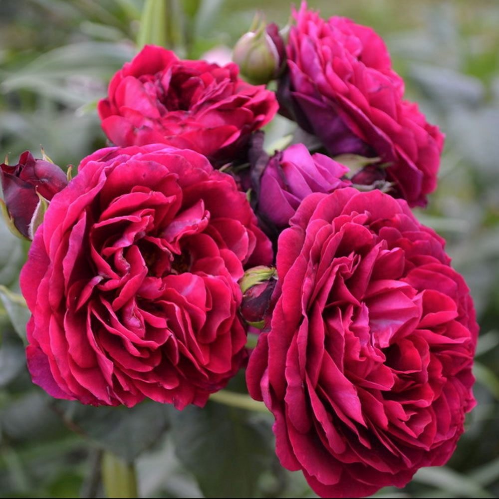 Trandafir Tufa rosu-bordeaux Astrid Von Hardenberg, parfum intens