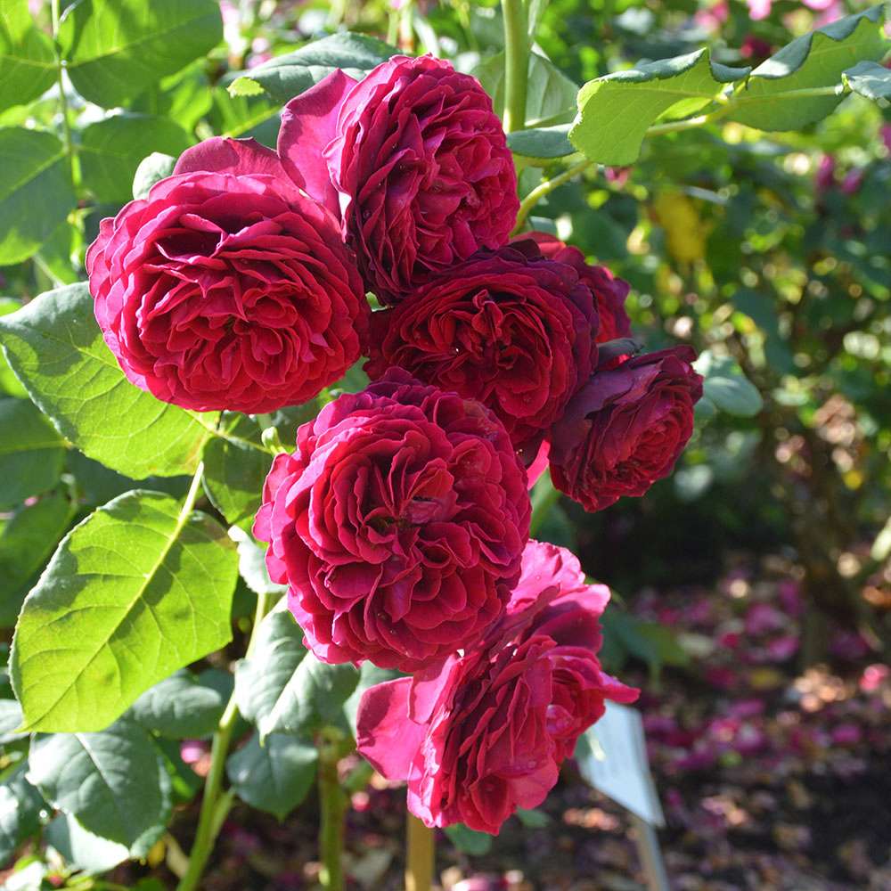 Trandafir Tufa rosu-bordeaux Astrid Von Hardenberg, parfum intens