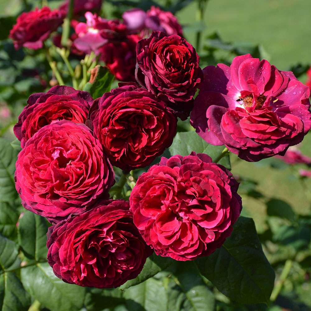 Trandafir Tufa rosu-bordeaux Astrid Von Hardenberg, parfum intens