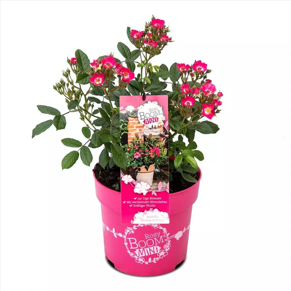 Trandafir Tufa roz-inchis Rosy Boom, cu inflorire repetata