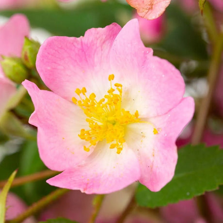 Trandafir Tufa Rosy Boom Roz Pal - VERDENA-livrat in ghiveci de 6 l