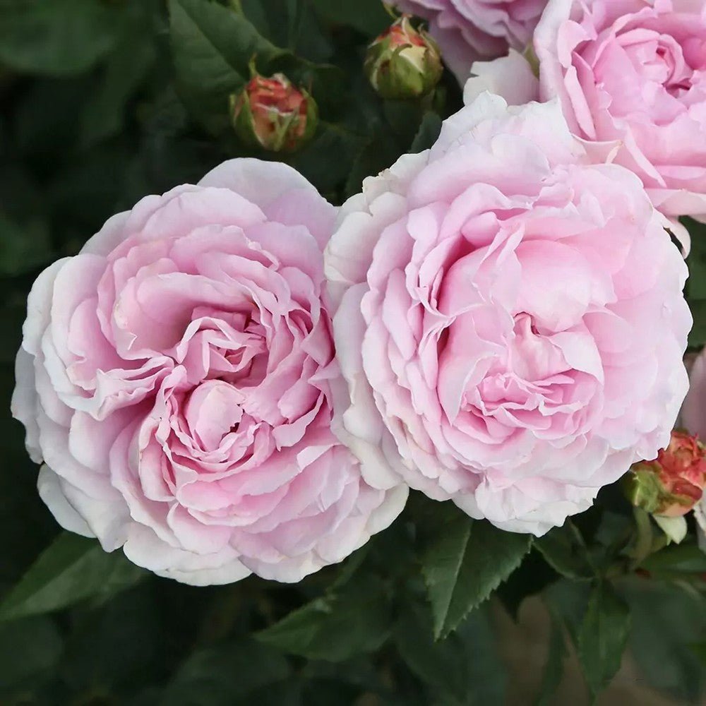 Trandafir Tufa roz-aprins Rosengraefin Marie Henriette, parfum intens - VERDENA-livrat in ghiveci plant-o-fix de 2 l