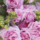 Trandafir Tufa roz-aprins Rosengraefin Marie Henriette, parfum intens - VERDENA-livrat in ghiveci plant-o-fix de 2 l