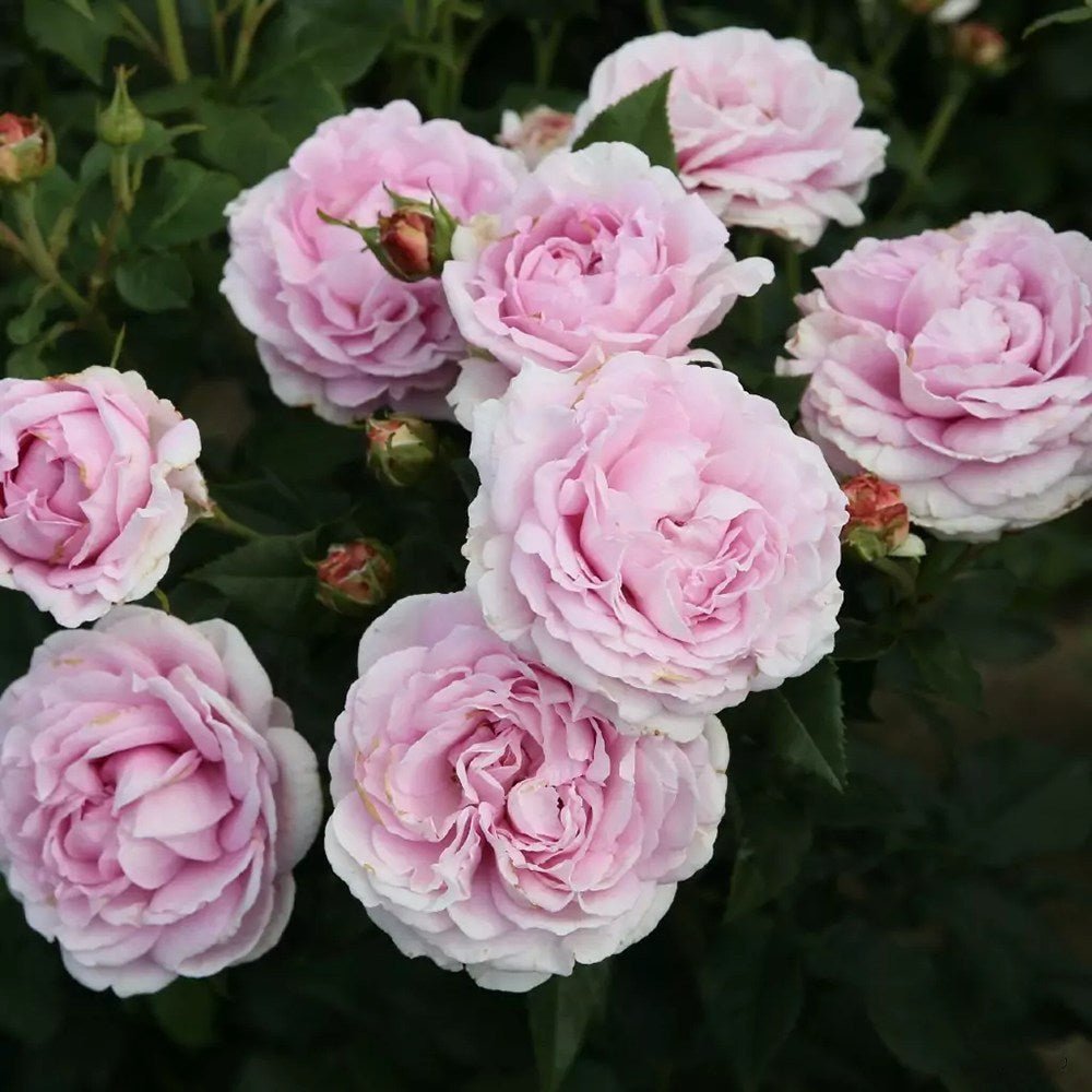 Trandafir Tufa roz-aprins Rosengraefin Marie Henriette, parfum intens
