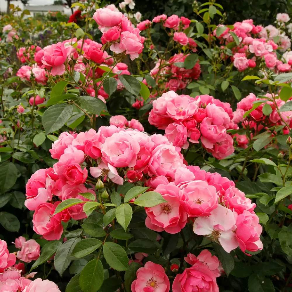 Trandafir Tufa roz-inchis Angela, inflorire repetata