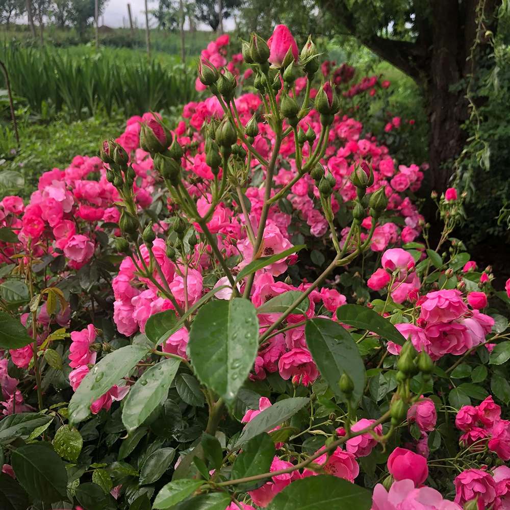 Trandafir Tufa roz-inchis Angela, inflorire repetata