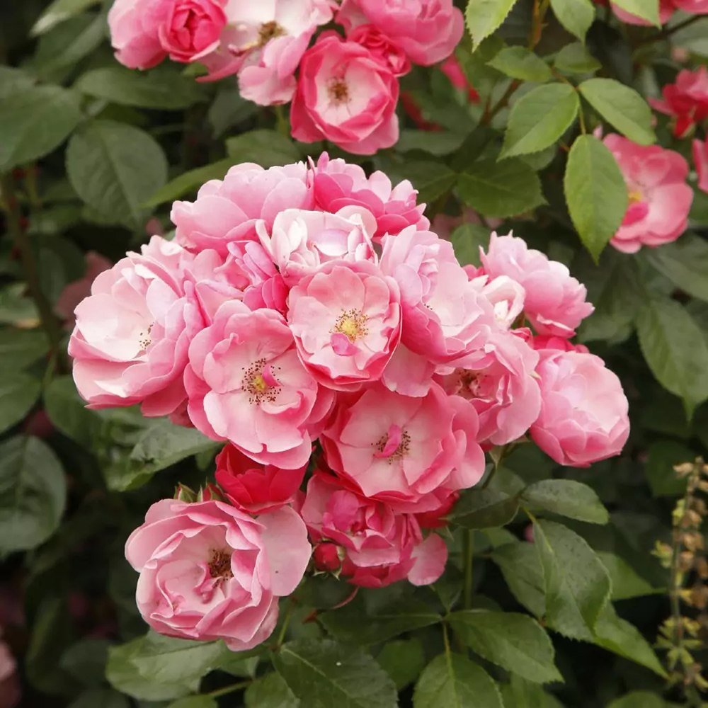 Trandafir Tufa roz-inchis Angela, inflorire repetata