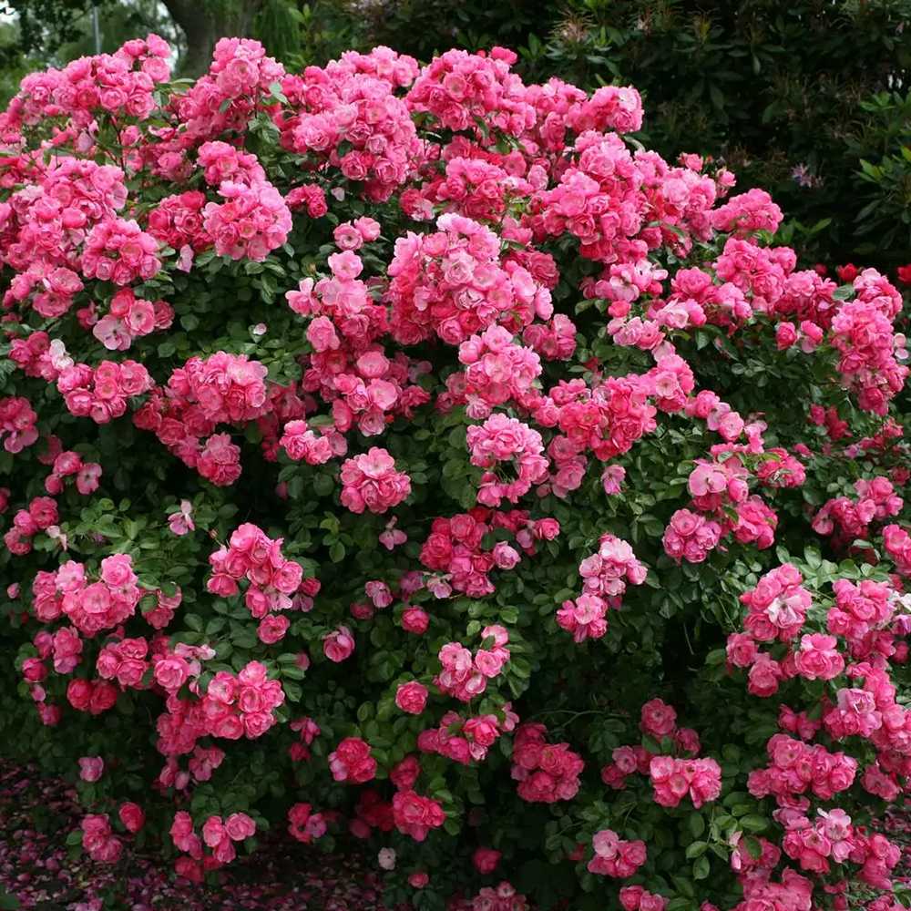 Trandafir Tufa roz-inchis Angela, inflorire repetata