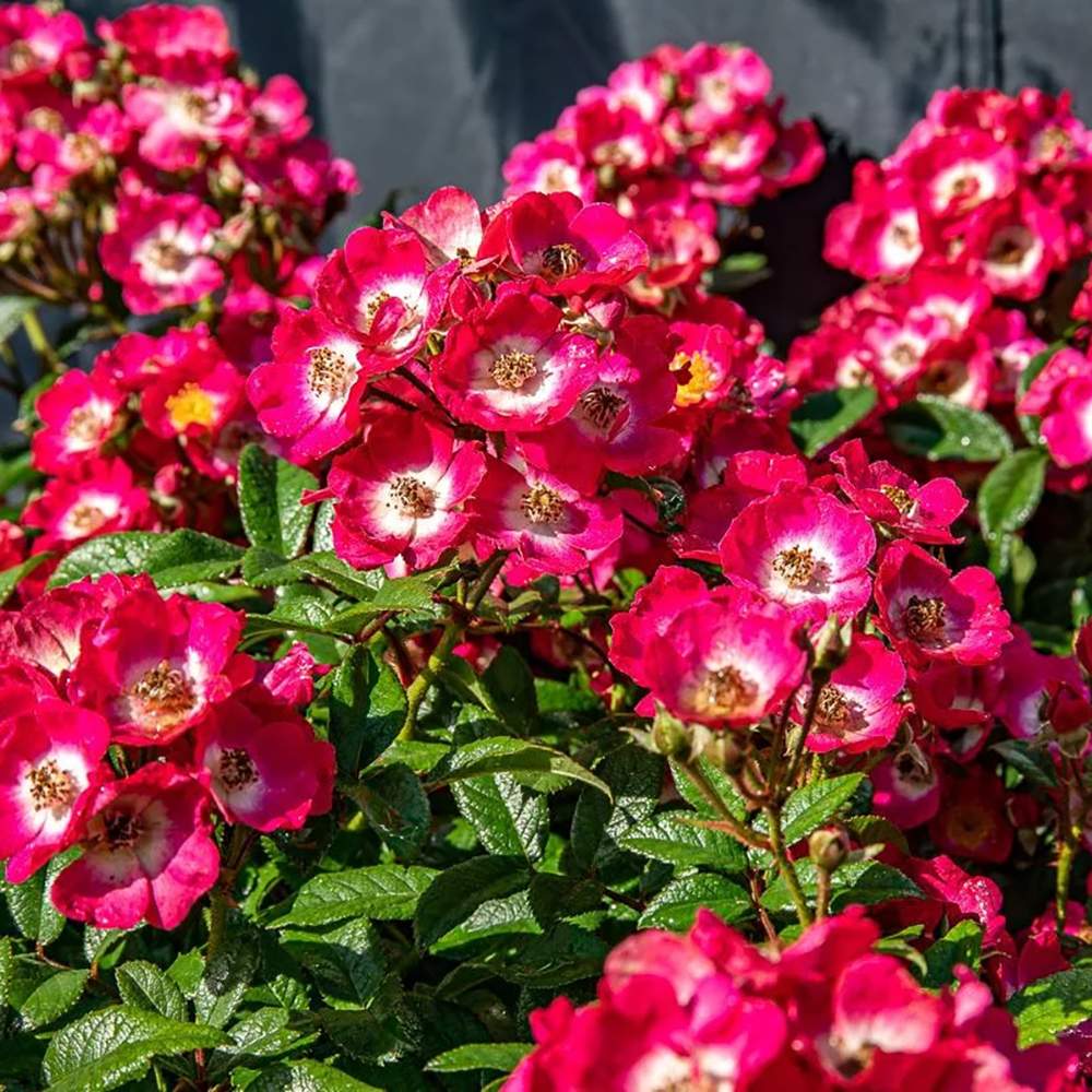 Trandafir Tufa roz-inchis Rosy Boom, cu inflorire repetata