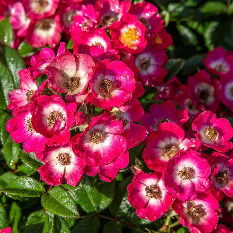 Trandafir Tufa roz-inchis Rosy Boom, cu inflorire repetata - VERDENA-livrat in ghiveci de 6 l