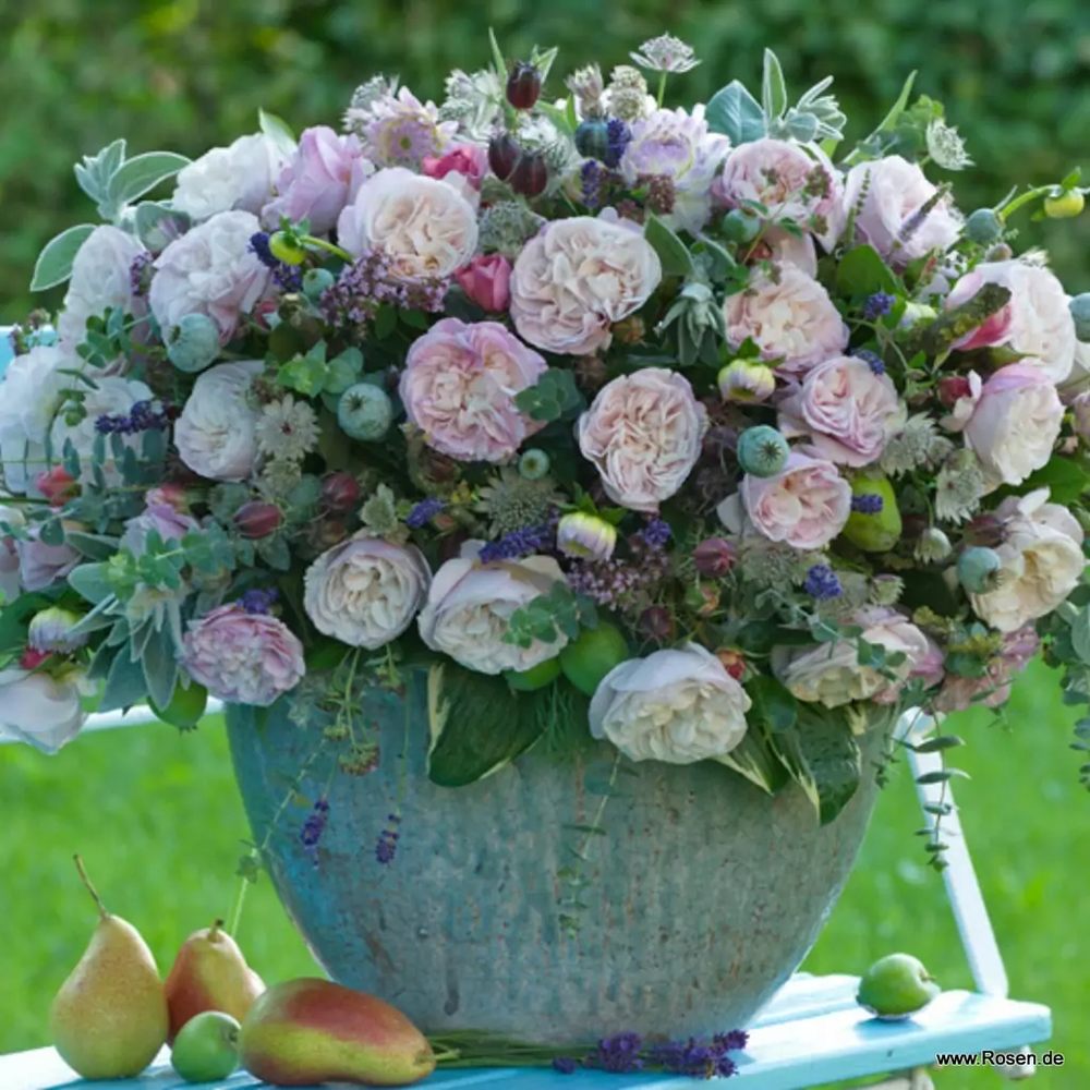 Trandafir Tufa roz-lavanda Herkules, parfum intens - VERDENA-livrat in ghiveci plant-o-fix de 2 l