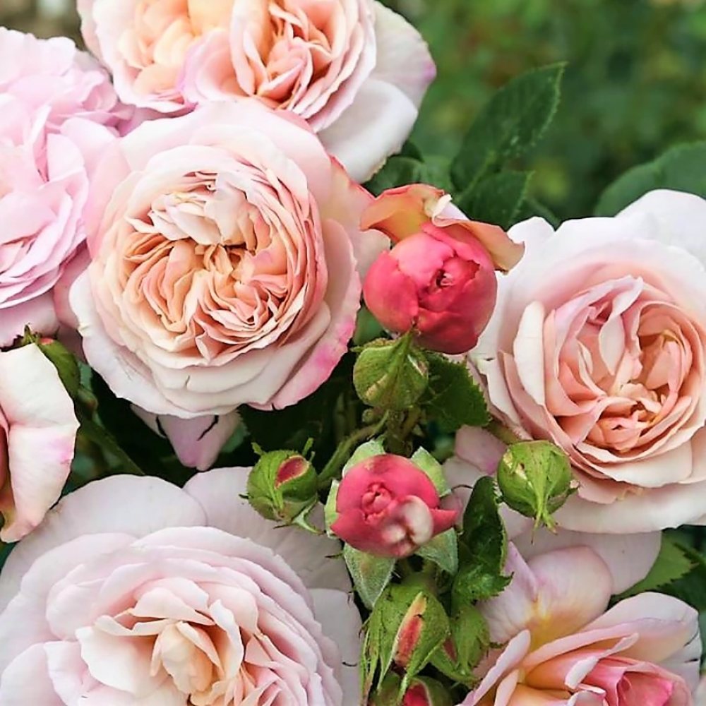 Trandafir Tufa roz-lavanda Herkules, parfum intens