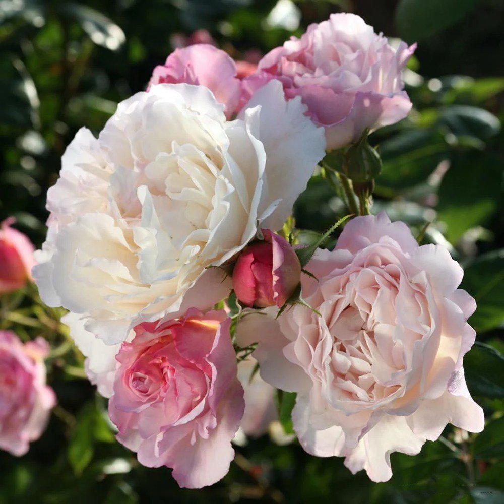 Trandafir Tufa roz-lavanda Herkules, parfum intens