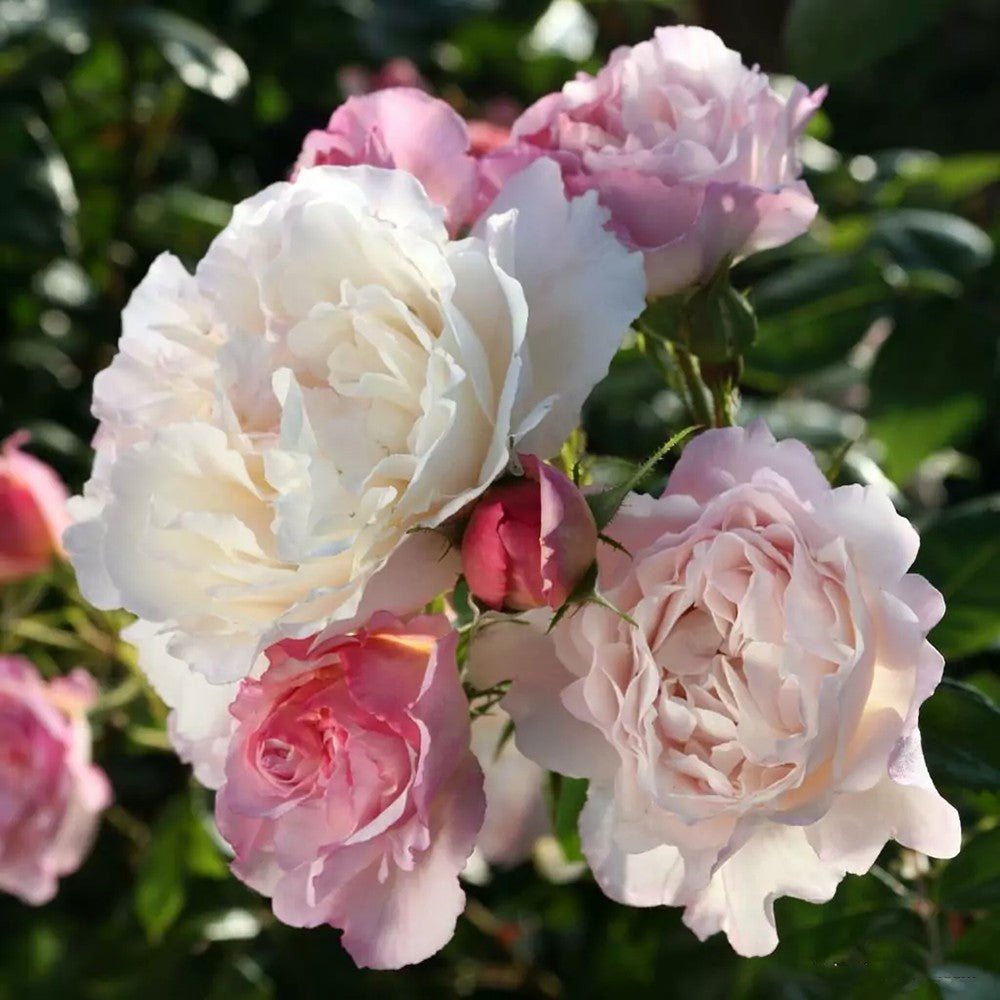 Trandafir Tufa roz-lavanda Herkules, parfum intens