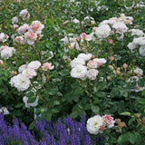 Trandafir Tufa roz-lavanda Herkules, parfum intens - VERDENA-livrat in ghiveci plant-o-fix de 2 l