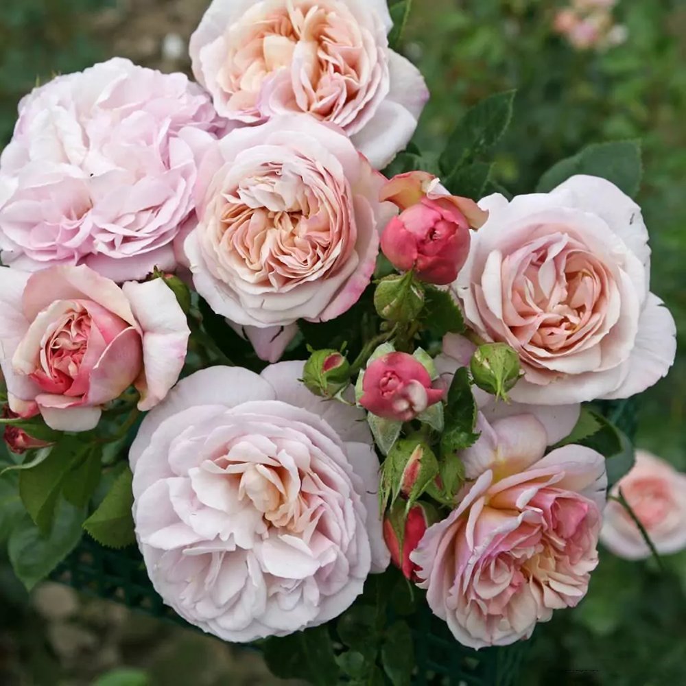 Trandafir Tufa roz-lavanda Herkules, parfum intens