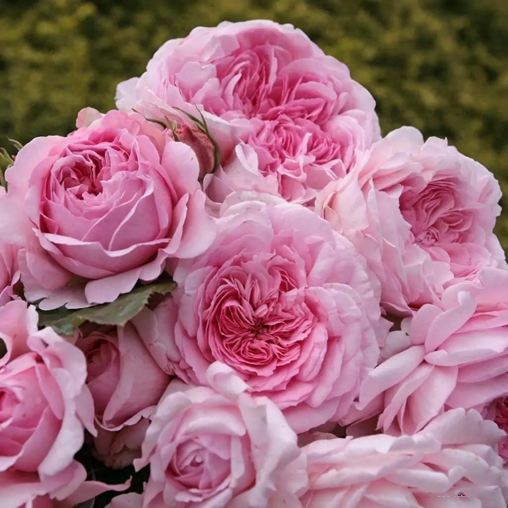 Trandafir Tufa roz-pastel Princesse de Luxemburg, parfum intens