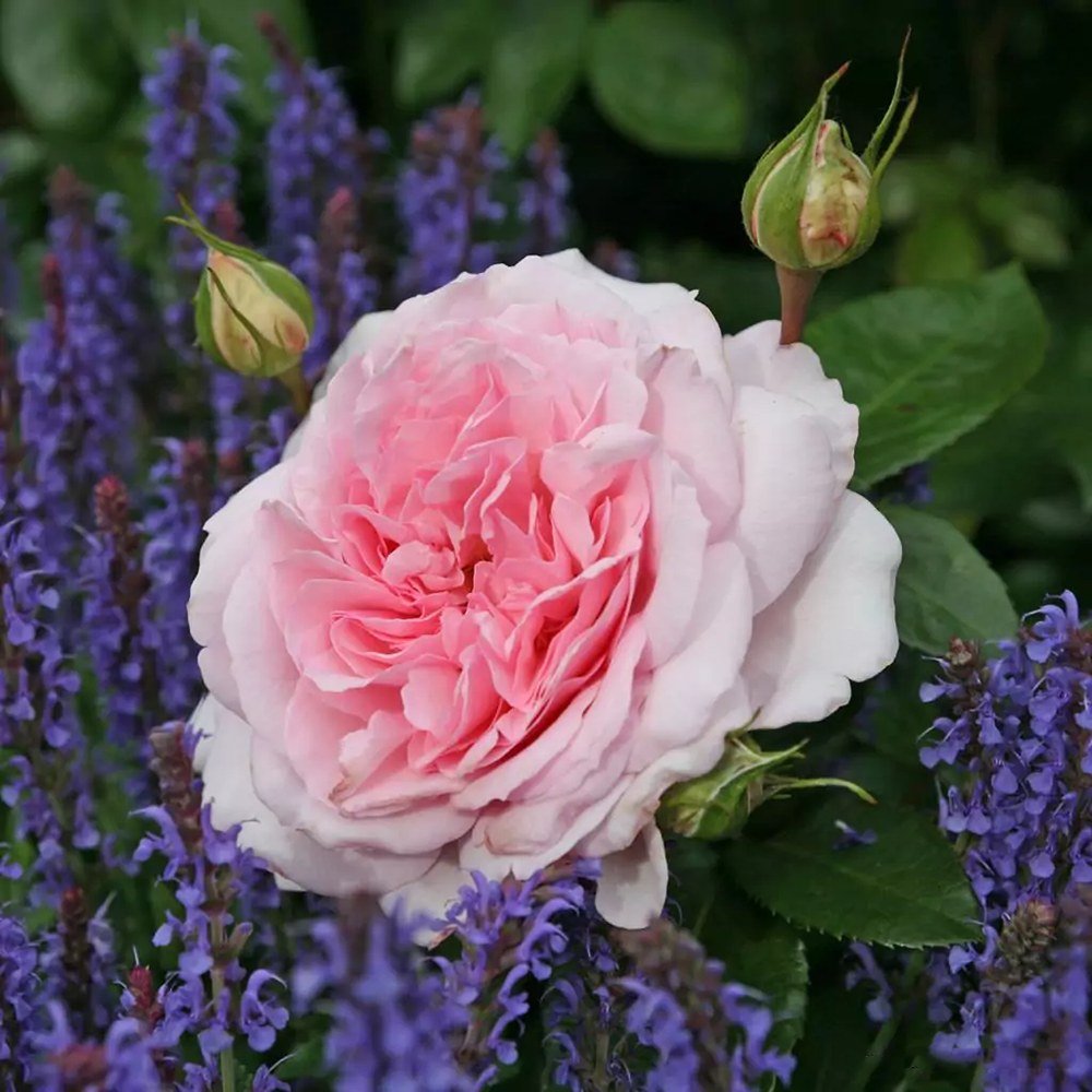 Trandafir Tufa roz-pastel Princesse de Luxemburg, parfum intens