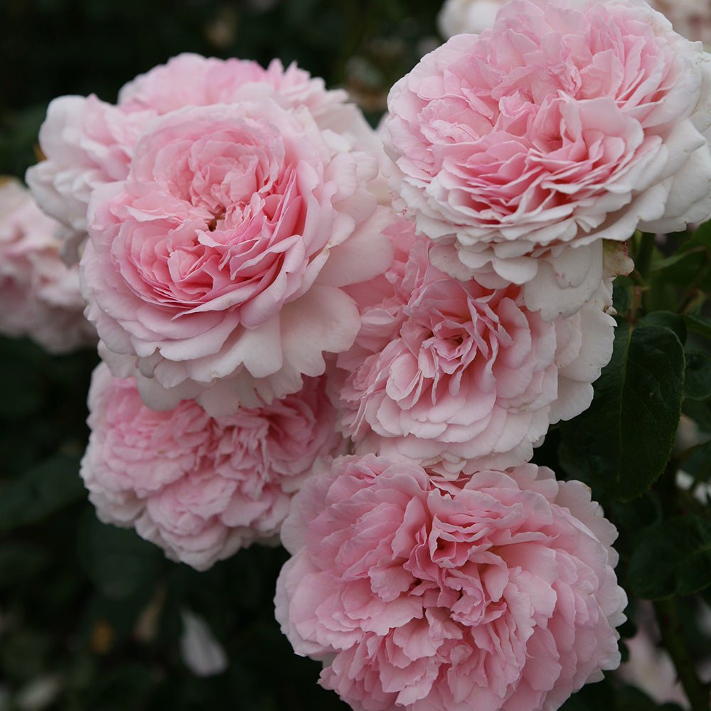 Trandafir Tufa roz-pastel Princesse de Luxemburg, parfum intens