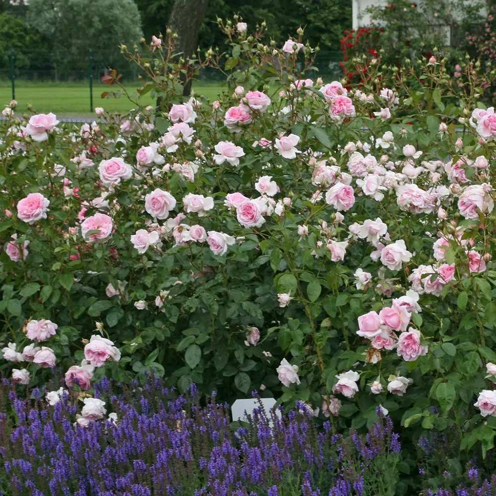 Trandafir Tufa roz-pastel Princesse de Luxemburg, parfum intens