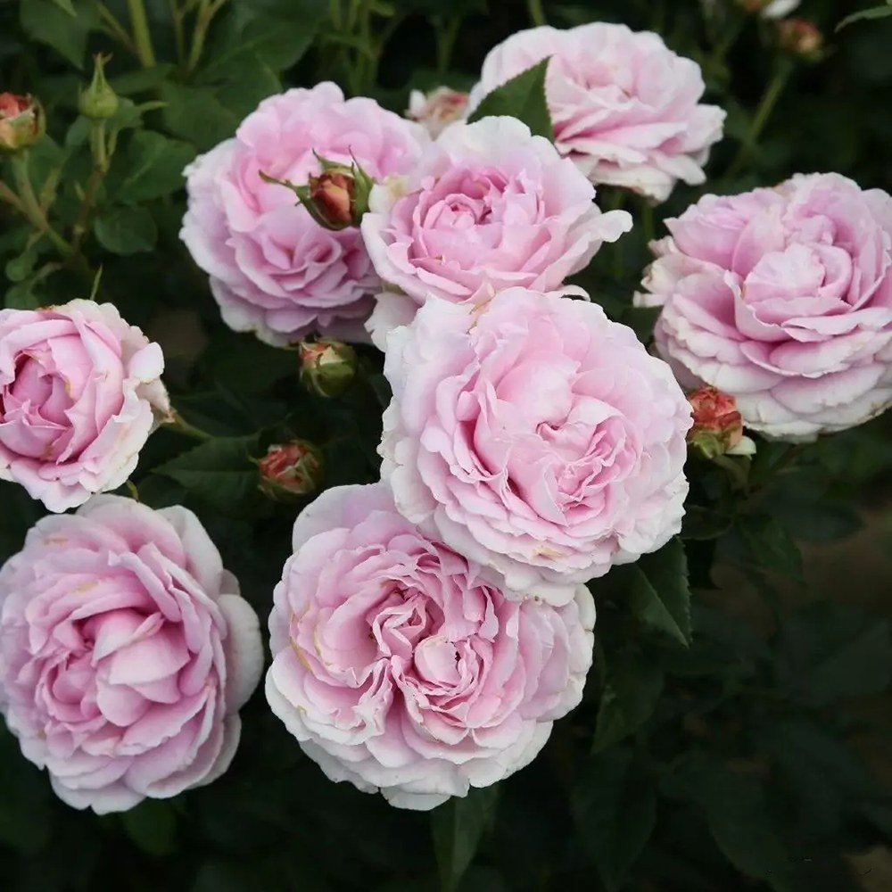 Trandafir Tufa roz-portelan Koenigin Marie, parfum intens