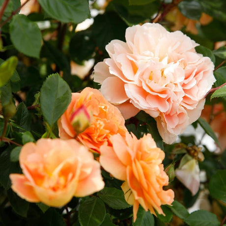 Trandafir Tufa Schone vom See - VERDENA-livrat in ghiveci plant-o-fix de 2 L