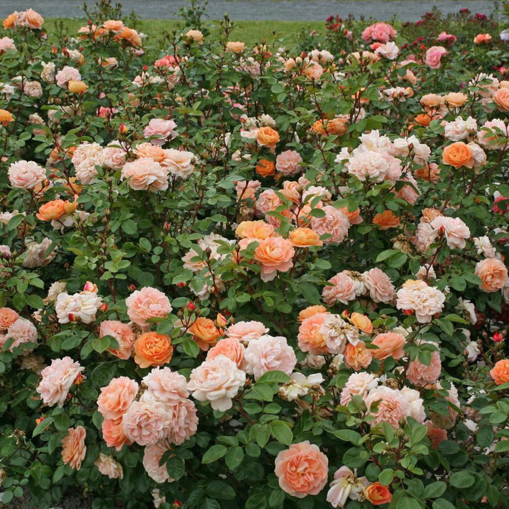 Trandafir Tufa portocaliu-cais Schöne vom See, inflorire repetata