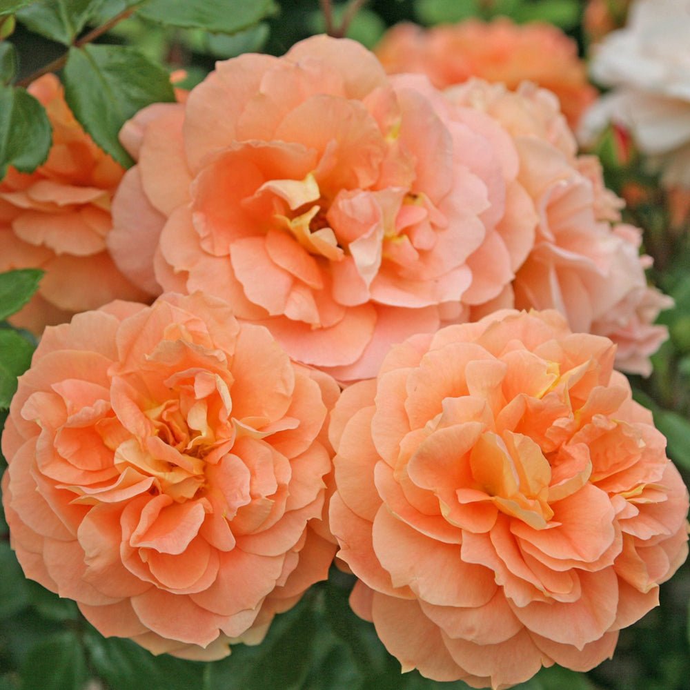 Trandafir Tufa portocaliu-cais Schöne vom See, inflorire repetata