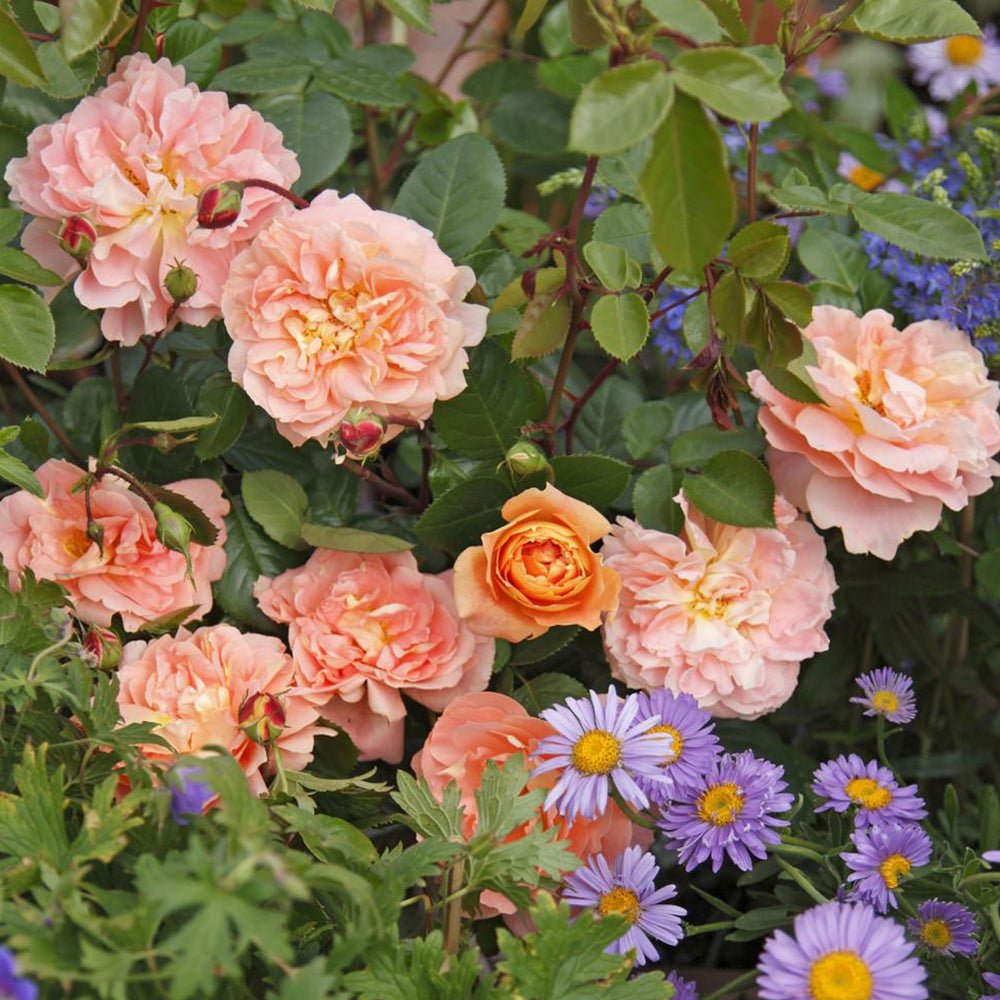 Trandafir Tufa portocaliu-cais Schöne vom See, inflorire repetata