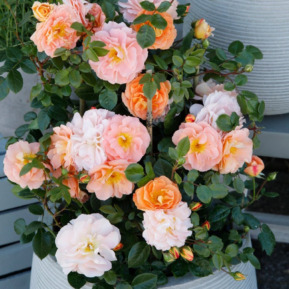 Trandafir Tufa portocaliu-cais Schöne vom See, inflorire repetata