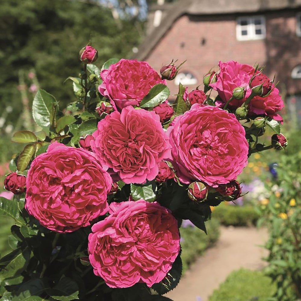 Trandafir Tufa violet-purpuriu Soul, parfum intens