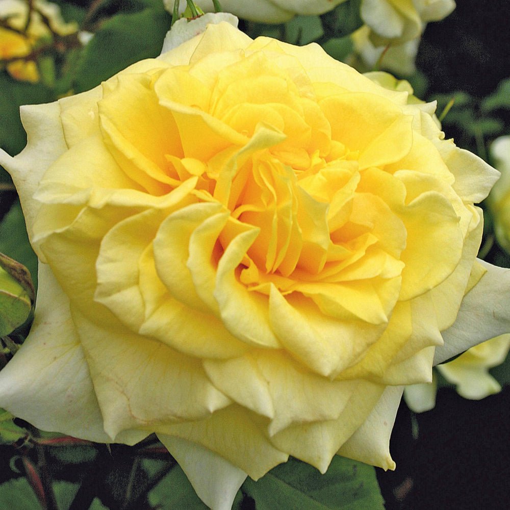 Trandafir Tufa galben Sterntaler, parfum intens