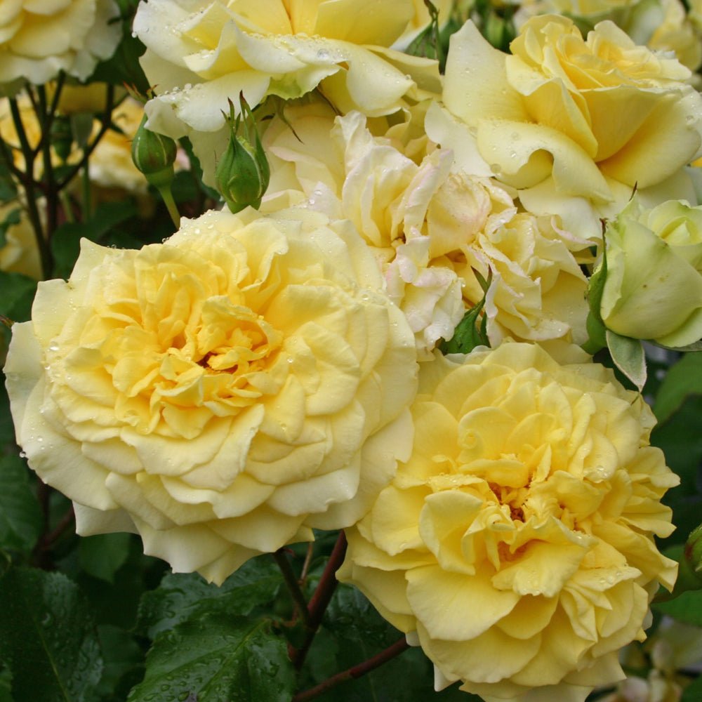 Trandafir Tufa galben Sterntaler, parfum intens