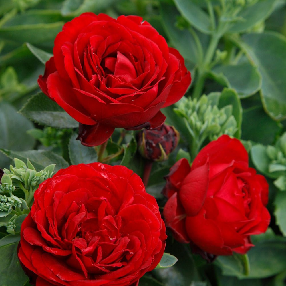 Trandafir Tufa rosu Till Eulenspiegel, inflorire repetata