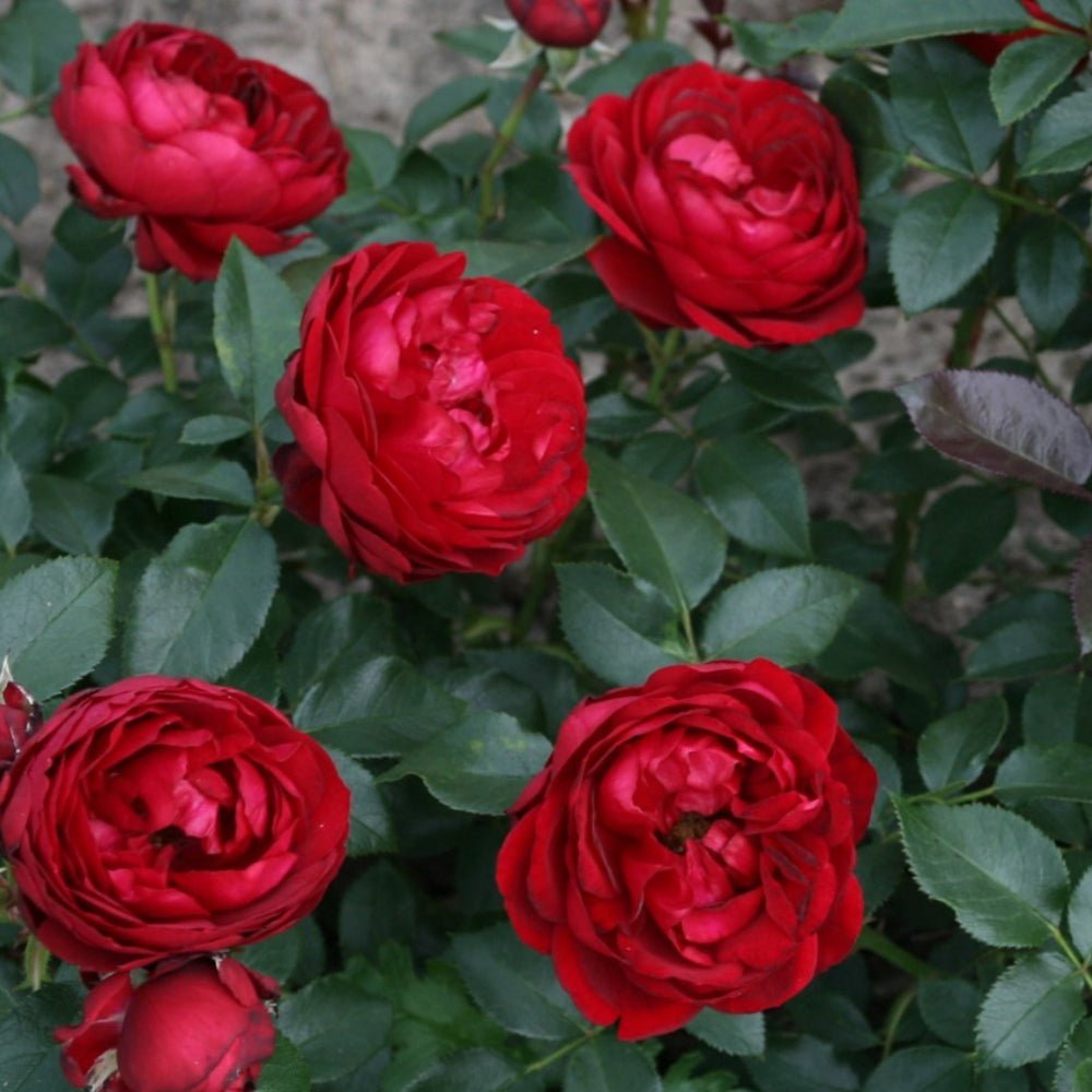 Trandafir Tufa rosu Till Eulenspiegel, inflorire repetata